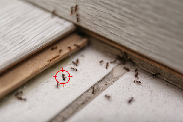 Best Wildlife Control Services  in Tracy, CA