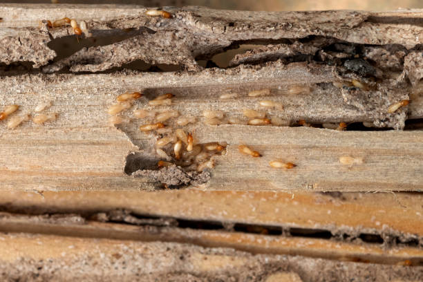 Wasp Removal Services in Tracy, CA